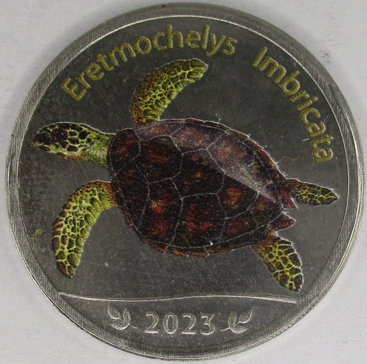 Zdjęcie do Żółw szylkretowy Eretmochelys imbricata Hawkbill turtle