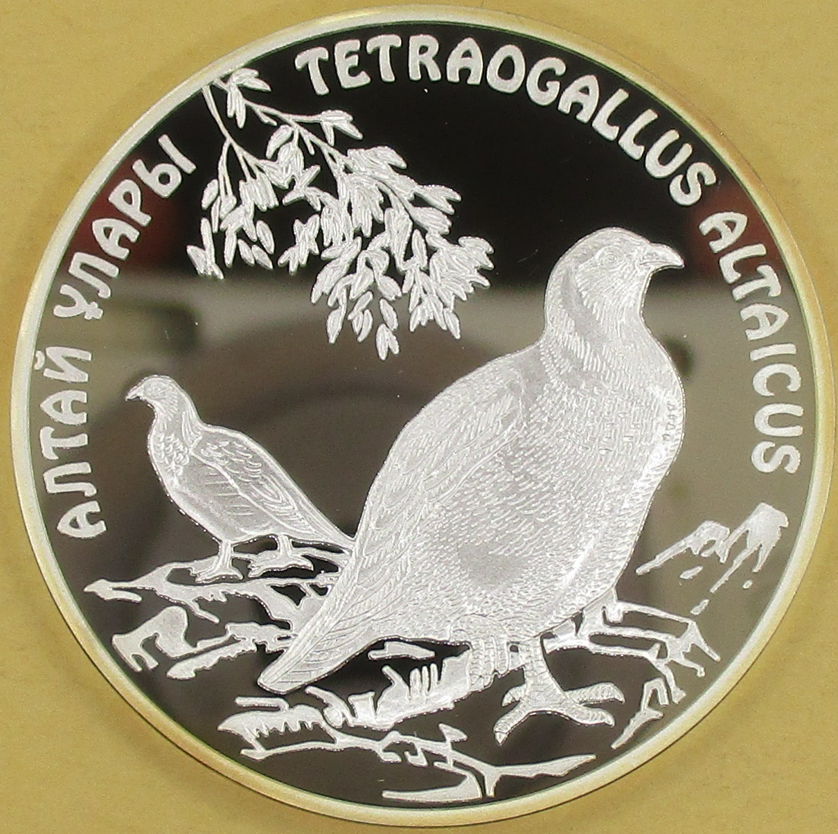 Zdjęcie do Ułar ałtajski Tetraogallus altaicus 500 tenge